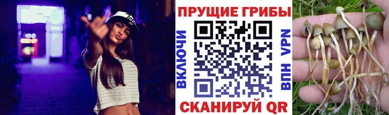Галлюциногенные грибы GOLDEN TEACHER  Купить где  Калачинск 